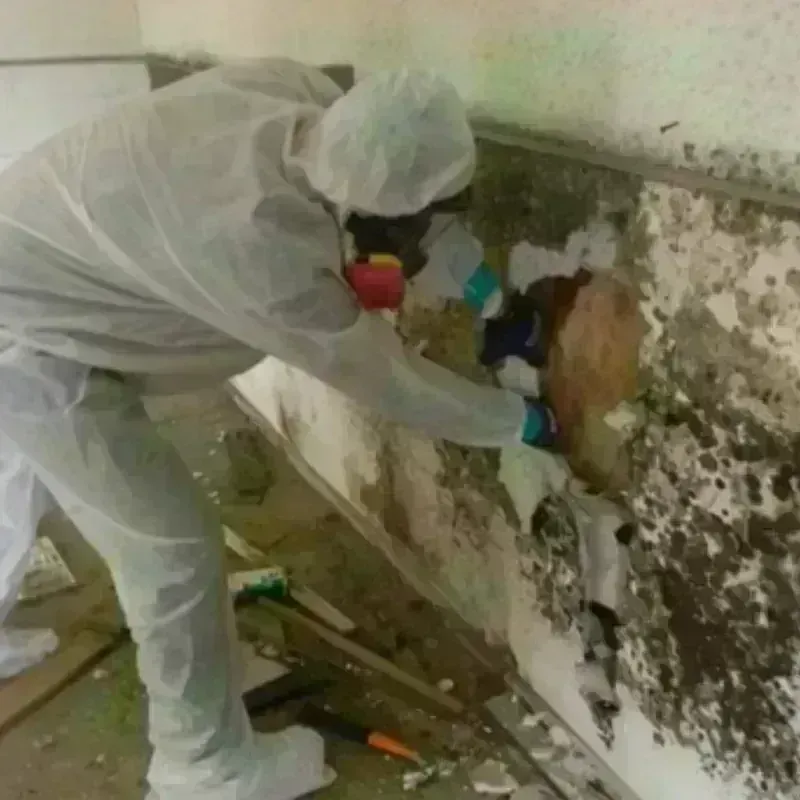 Mold Remediation and Removal in Talent, OR